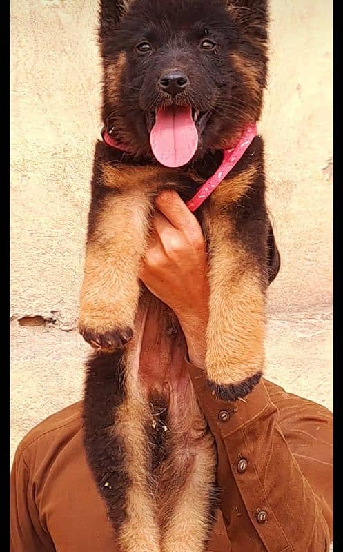 German shepherd puppy 2