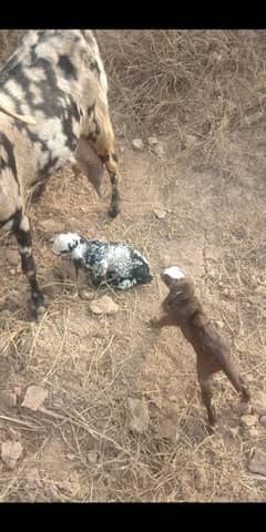 Fresh Milk from Goat