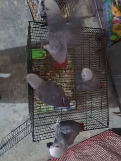 African grey cango salf rate one pic