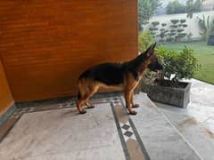 german shepherd breeder healthy female non pedigree