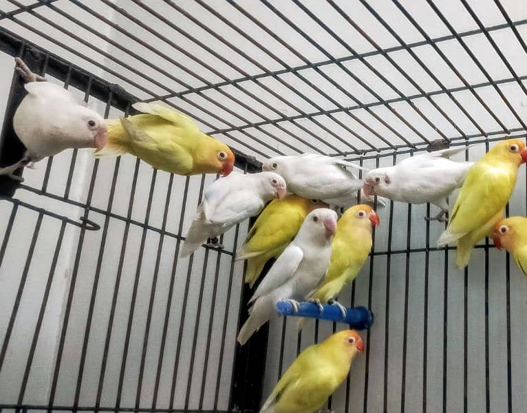 Breeder love birds parrots Albino blue green Latino 9