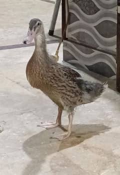 Duck / Desi Duck for sale.