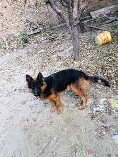 german dog urgent sale