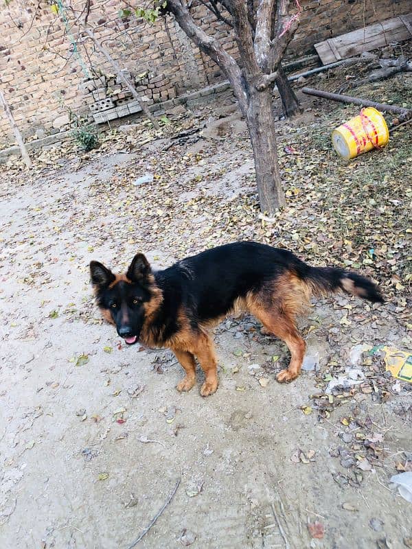 german dog urgent sale 0