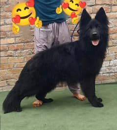 Black German Shepherd proper long coat male big heavy bound  For sale