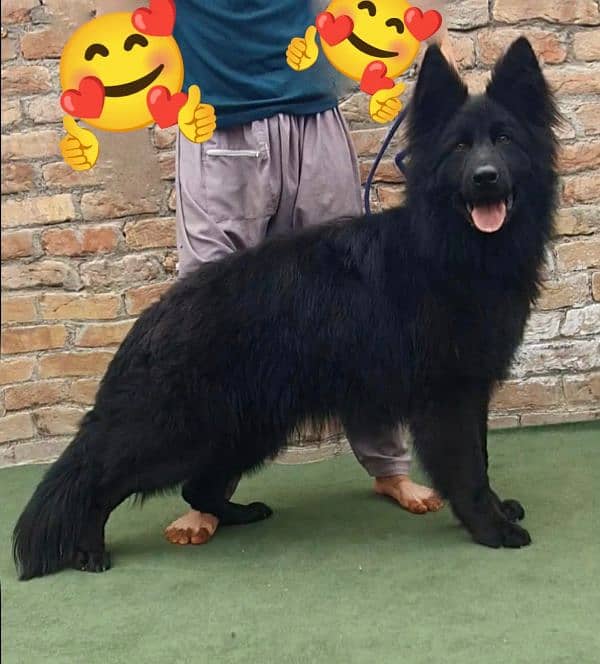 Black German Shepherd proper long coat male big heavy bound  For sale 0