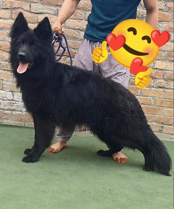 Black German Shepherd proper long coat male big heavy bound  For sale 1