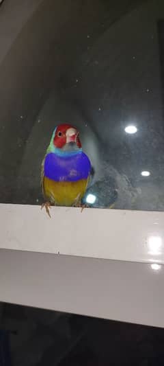 adult female goldien finch 0329.400. 66.93