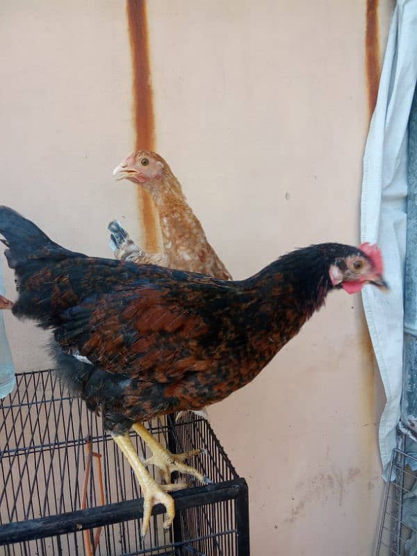 Hens for sale 0