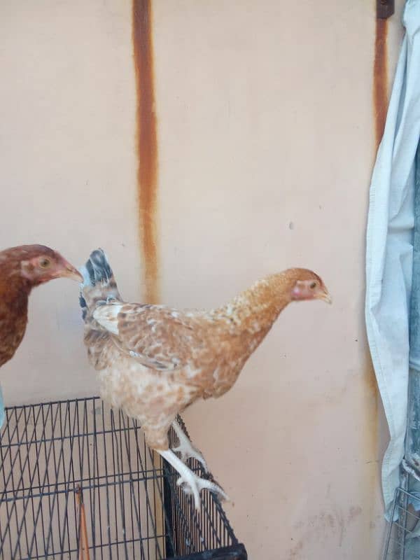 Hens for sale 1