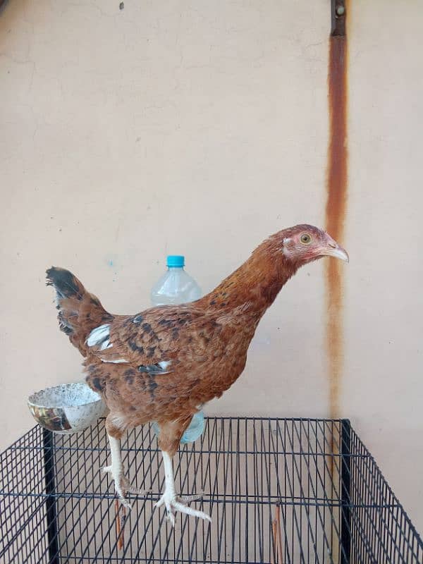 Hens for sale 2