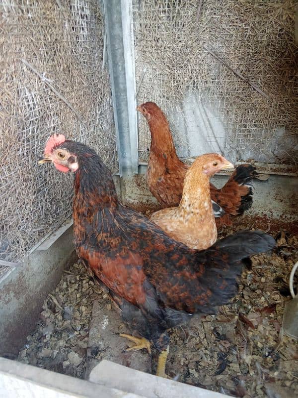 Hens for sale 3