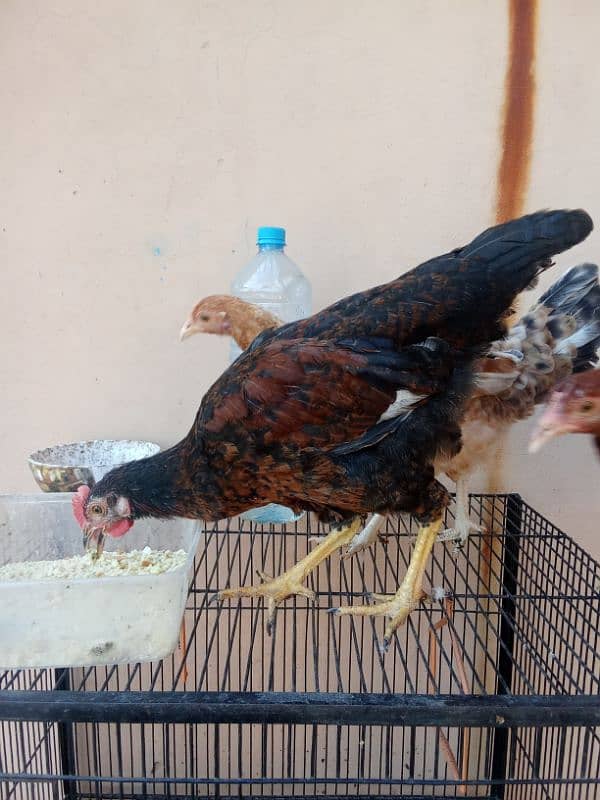 Hens for sale 4