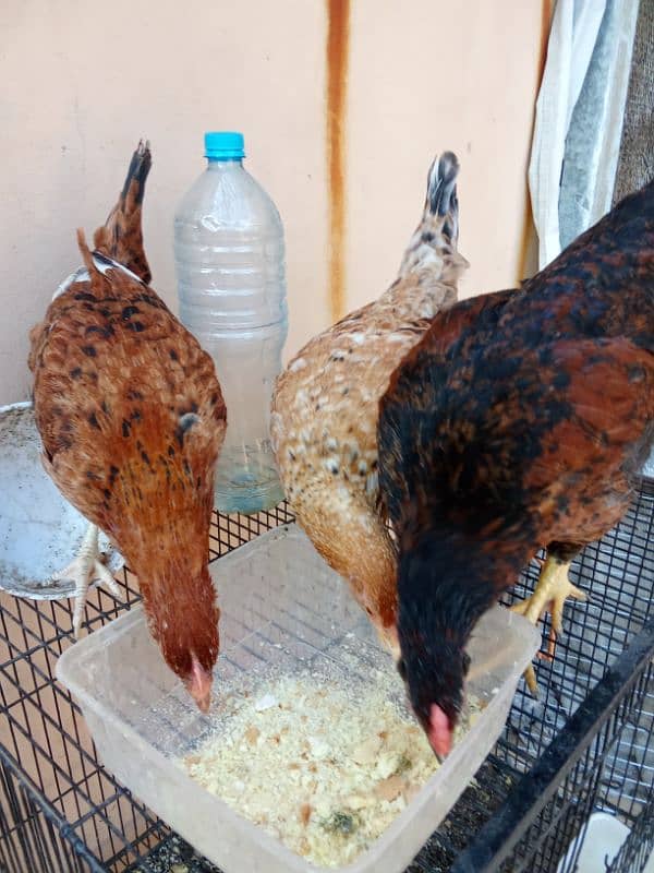 Hens for sale 5