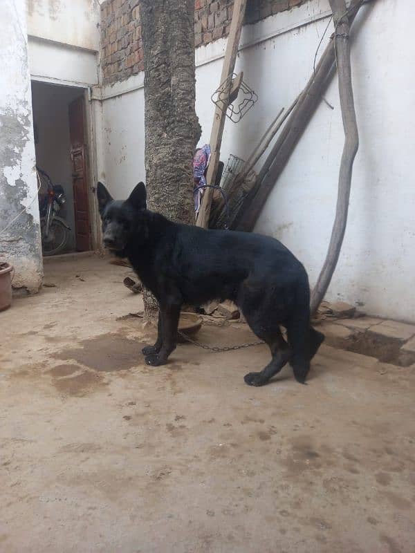 Black German Shepherd male 1