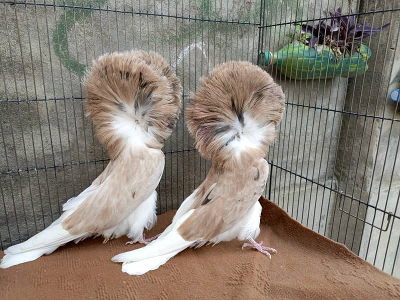 Fancy pigeons 0