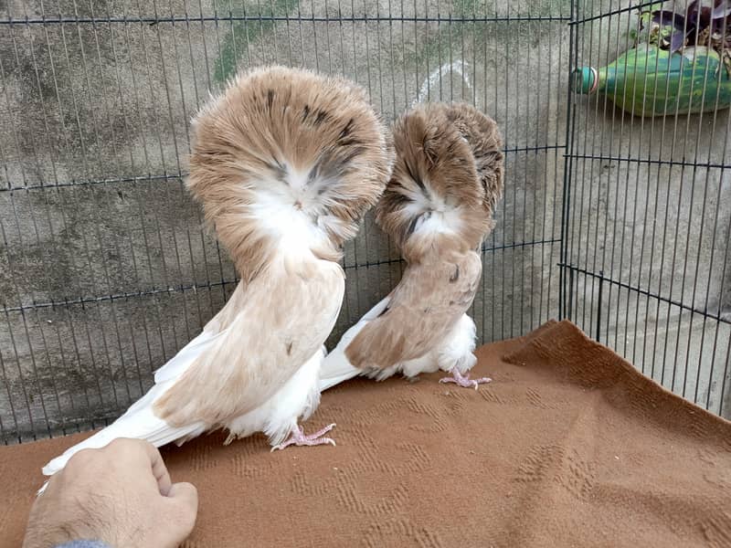 Fancy pigeons 1