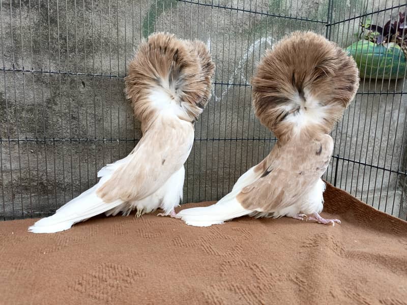 Fancy pigeons 2