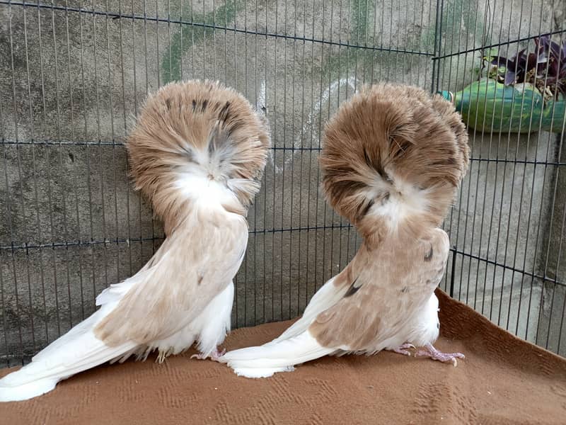 Fancy pigeons 3