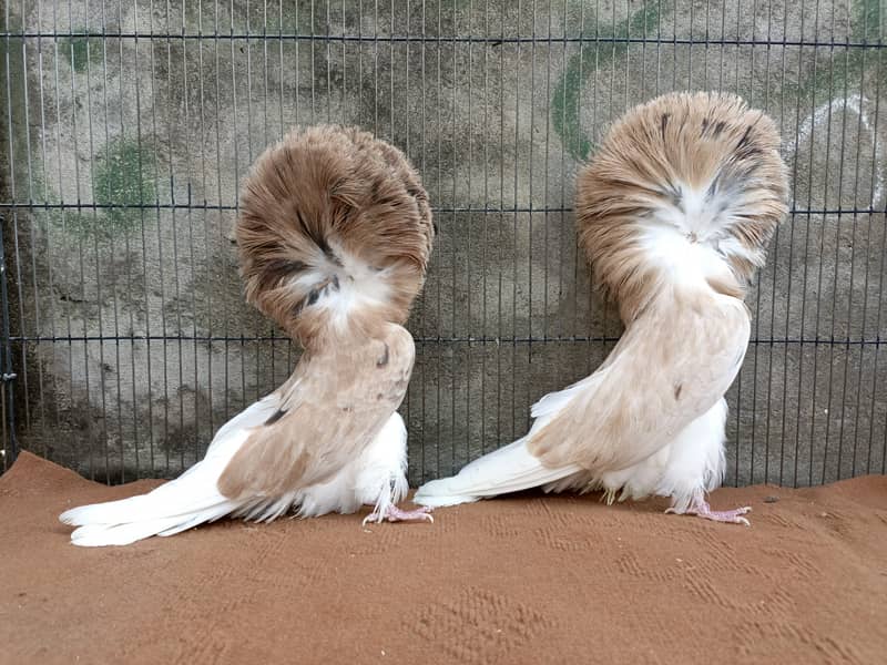 Fancy pigeons 4