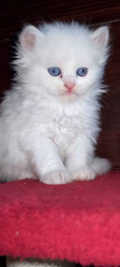 cute fluffy kittens blue eyes triple coat