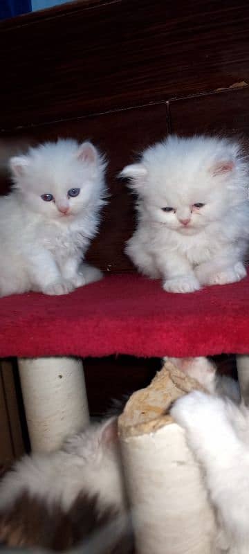 cute fluffy kittens blue eyes triple coat 1