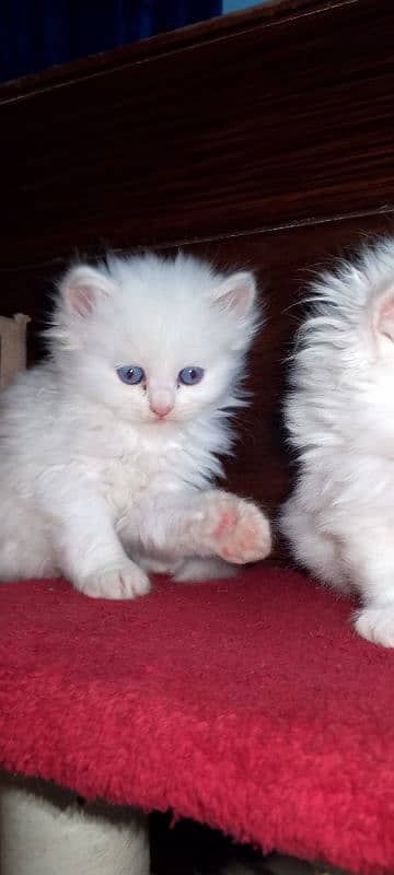 cute fluffy kittens blue eyes triple coat 2