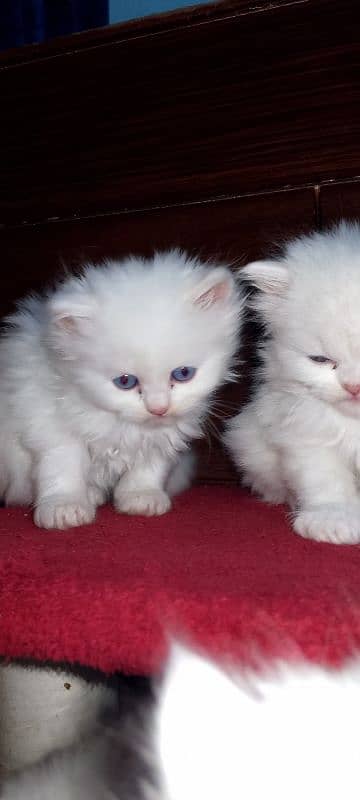 cute fluffy kittens blue eyes triple coat 3