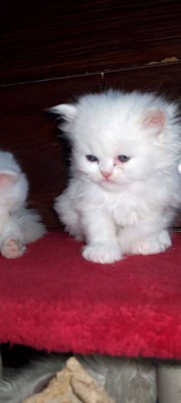 cute fluffy kittens blue eyes triple coat 4