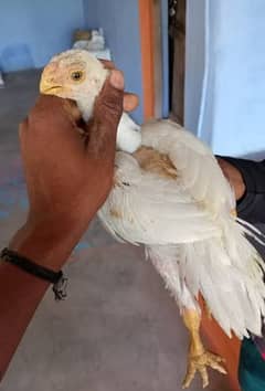 pure Indian parrot beak