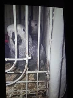 baby grey parrot