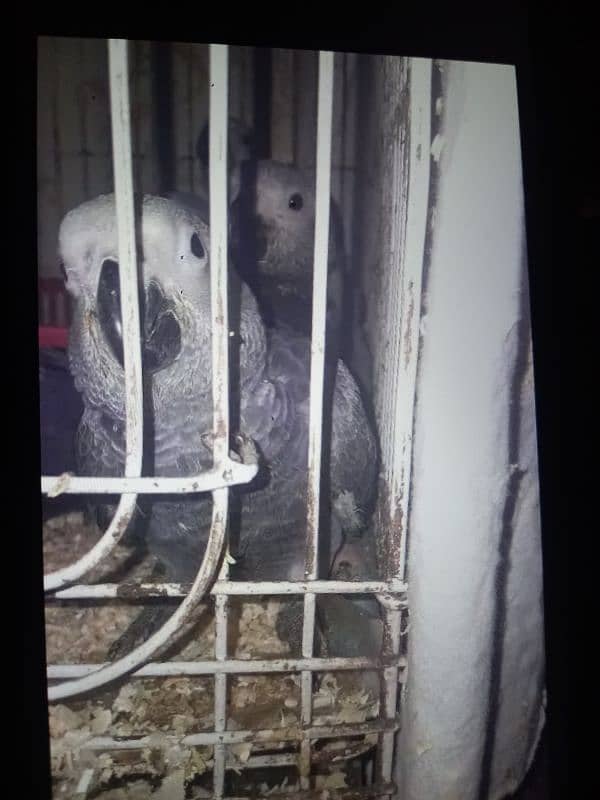 baby grey parrot 0