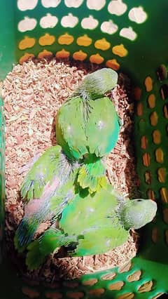 GREEN RING NECK CHICKS  03123069093