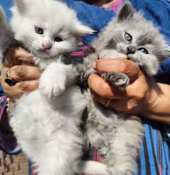 3 kittens for sale - 15k for each kitten - 40k for all 3 kittens