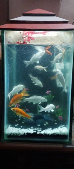 AQUARIUM WITH FISH