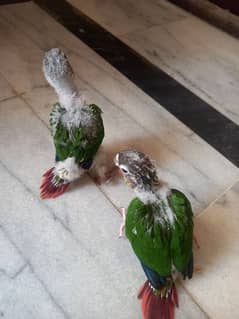 extream high red conure babies/chicks parrots