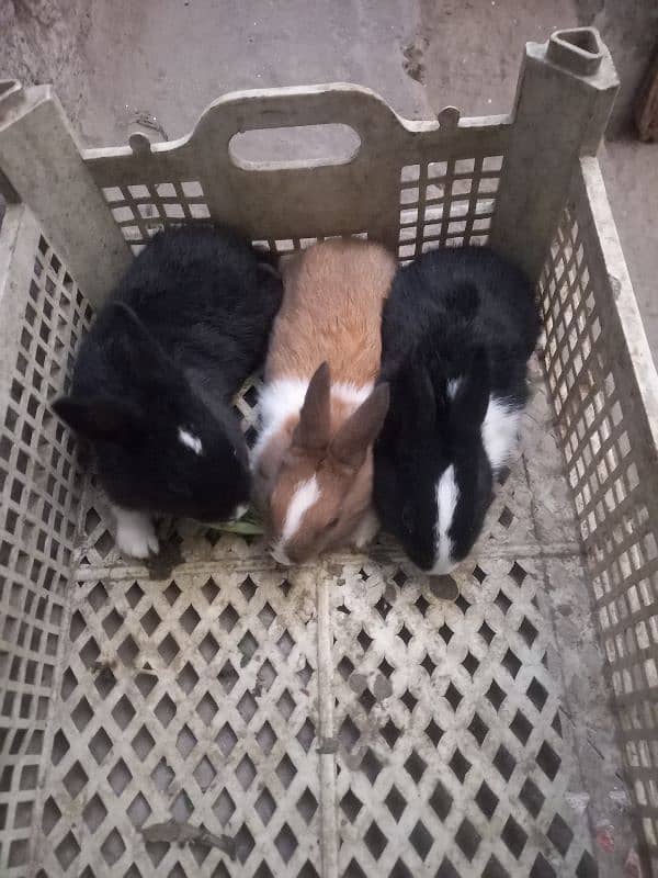 butifull rabbits 1