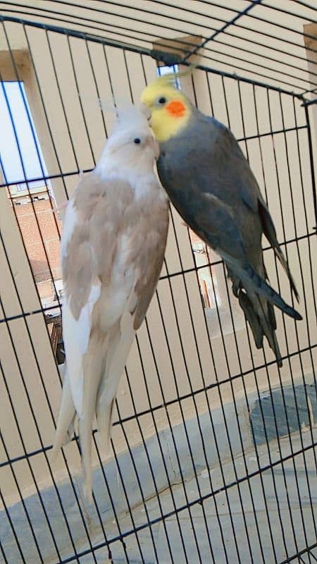 cockatiel parrot 0