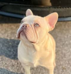 French bulldog kcp pedigree male available