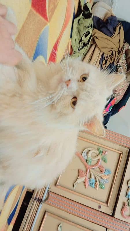 Persian triple coated male friendly and beautiful 3