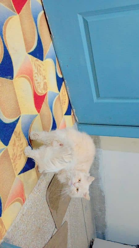 Persian triple coated male friendly and beautiful 5