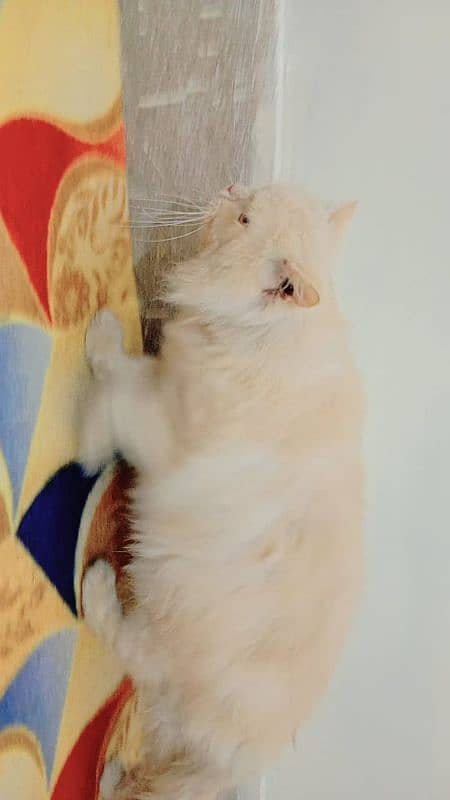 Persian triple coated male friendly and beautiful 6