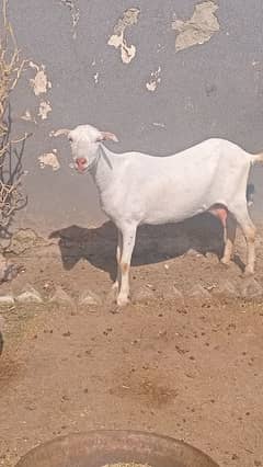 pure white teddi bakri with 1 phatt