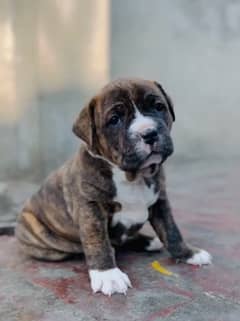 American bully female Pup For Sale