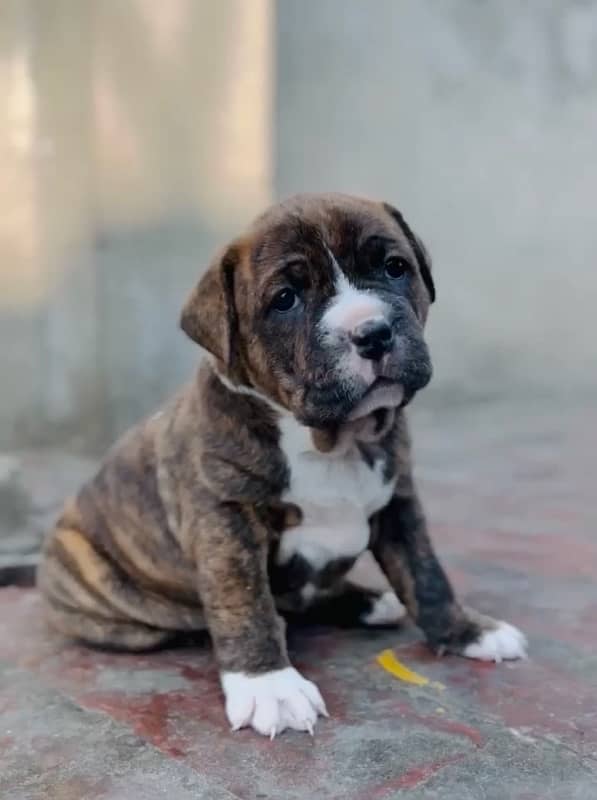 American bully female Pup For Sale 0