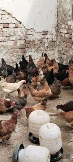 golden misri | Desi murghi | desi hen | eggs laying hens |brown hen