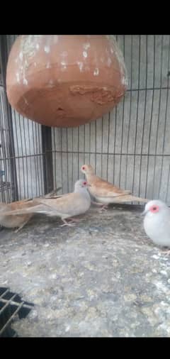 Daimond, Red, opal, daimond paid dove