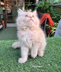 Persian kittens for sale Only contact whatup number 03201711036