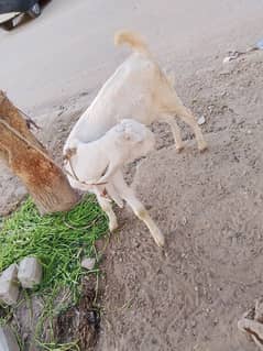 urgent sell for Gulabi bakri patti