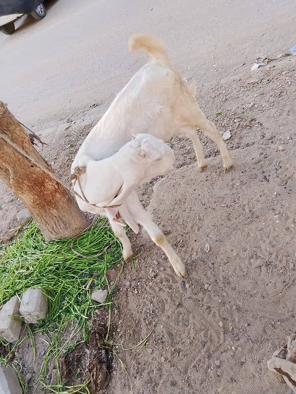 urgent sell for Gulabi bakri patti 0